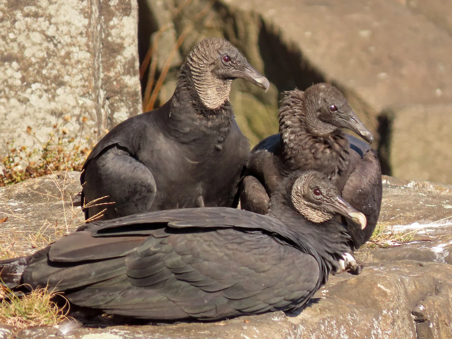 Black Vultures — Susan Kirby